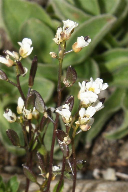 Draba siliquosa / Draba carinziana